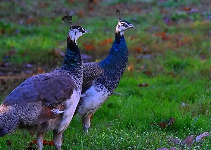 Aries Albania * Vorë