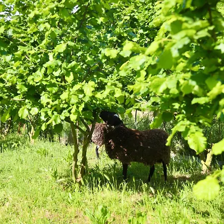 Aries Albania Villa Vore