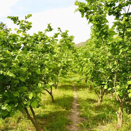 Aries Albania *