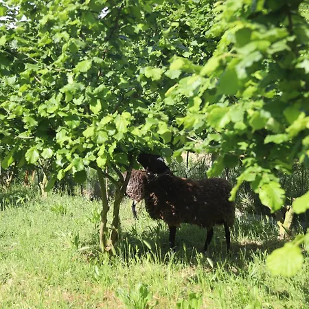 Aries Albania